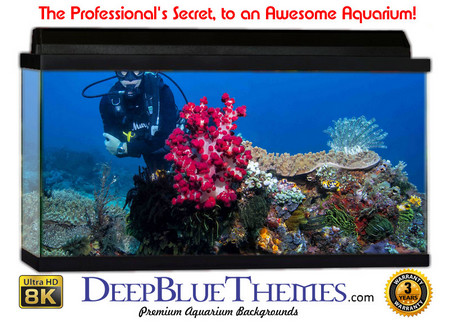 Buy Aquarium Background Divers Coral Aquarium Background