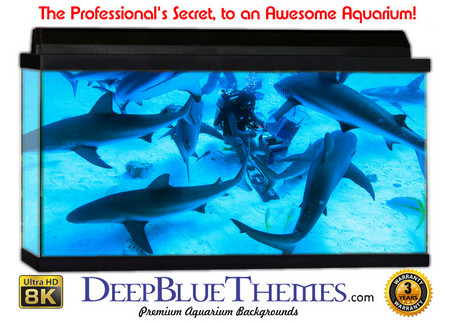 Buy Aquarium Background Divers Frenzy Aquarium Background