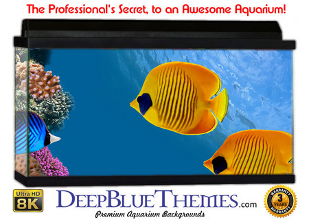 Buy Aquarium Background Fish Yellow Aquarium Background