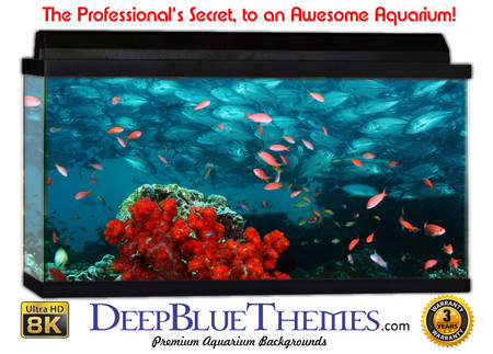 Buy Aquarium Background Reef School Aquarium Background