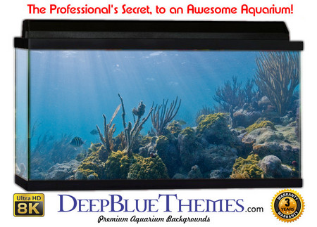 Buy Aquarium Background Reef Sun Aquarium Background