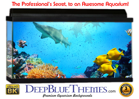 Buy Aquarium Background Shark Reef Aquarium Background