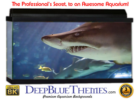 Buy Aquarium Background Shark Sand Aquarium Background