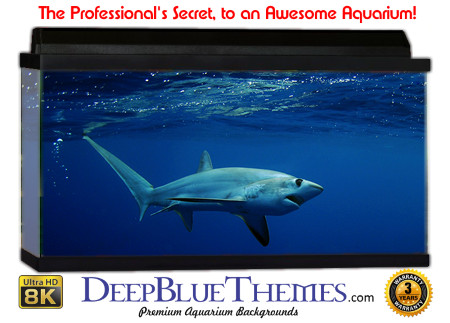 Buy Aquarium Background Shark Tail Aquarium Background