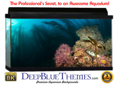 Buy Aquarium Background Underwater Outcrop Aquarium Background