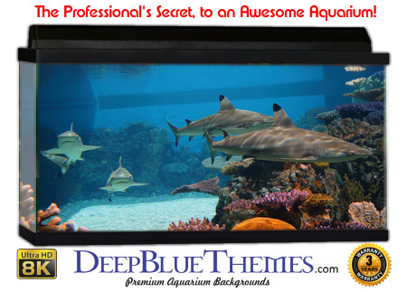Shark Aquarium Backgrounds Deepbluethemes Com